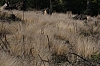 Gras auf Stegskopf - (c) R Pattke.jpg